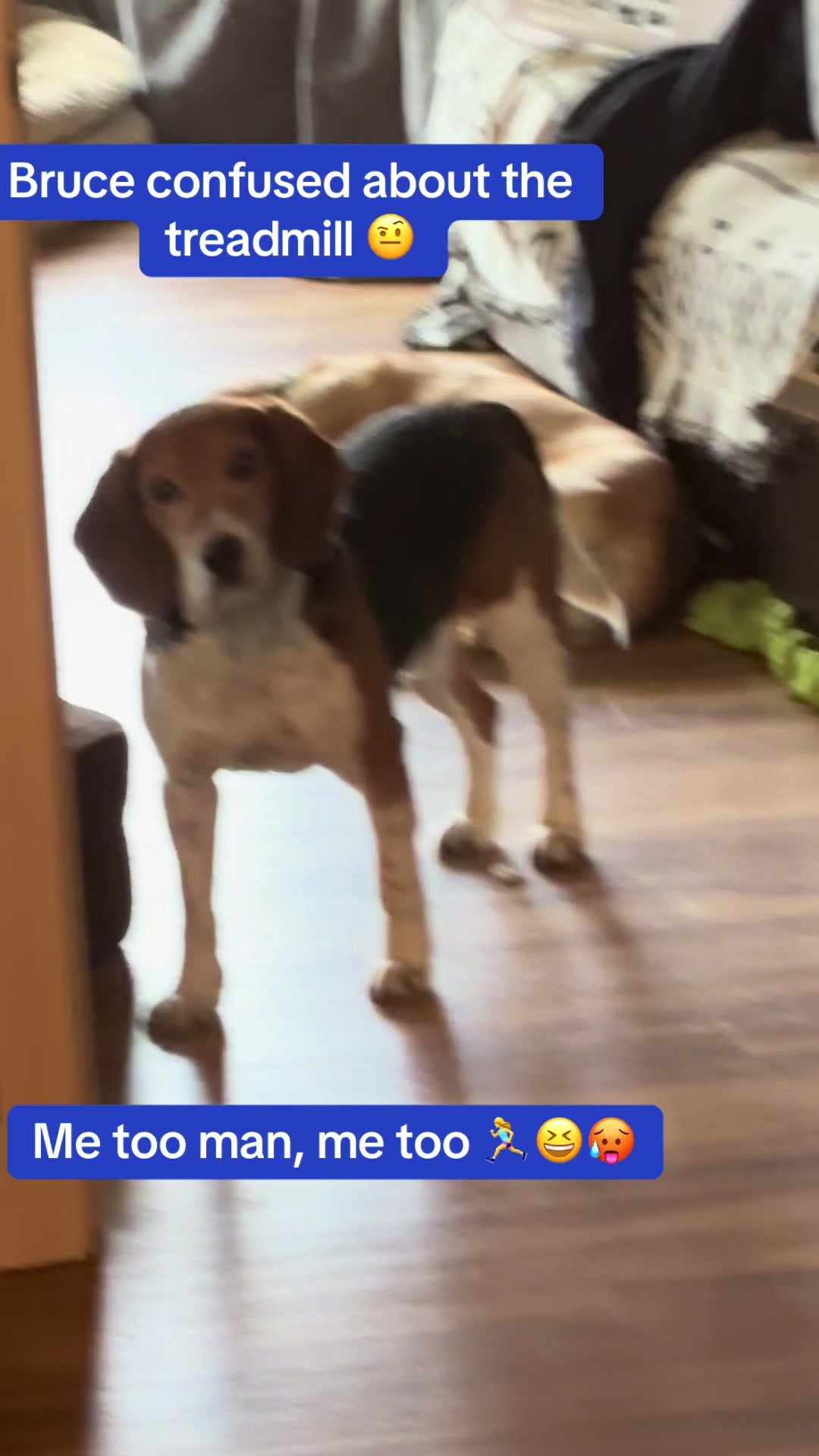 @Adopt A Stray Rescue
