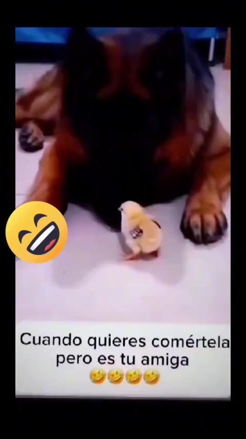 @José MQ. Te Sigue