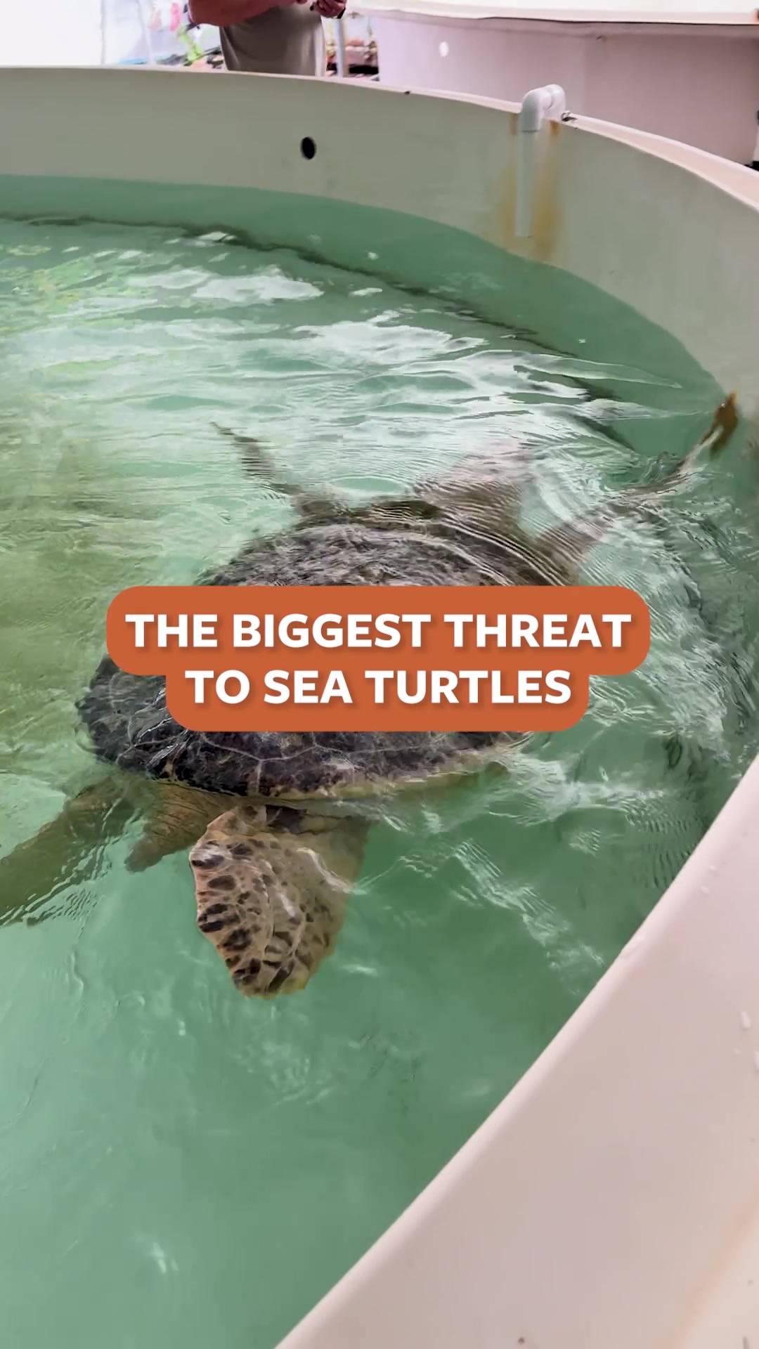 @Mutual of Omaha's Wild Kingdom