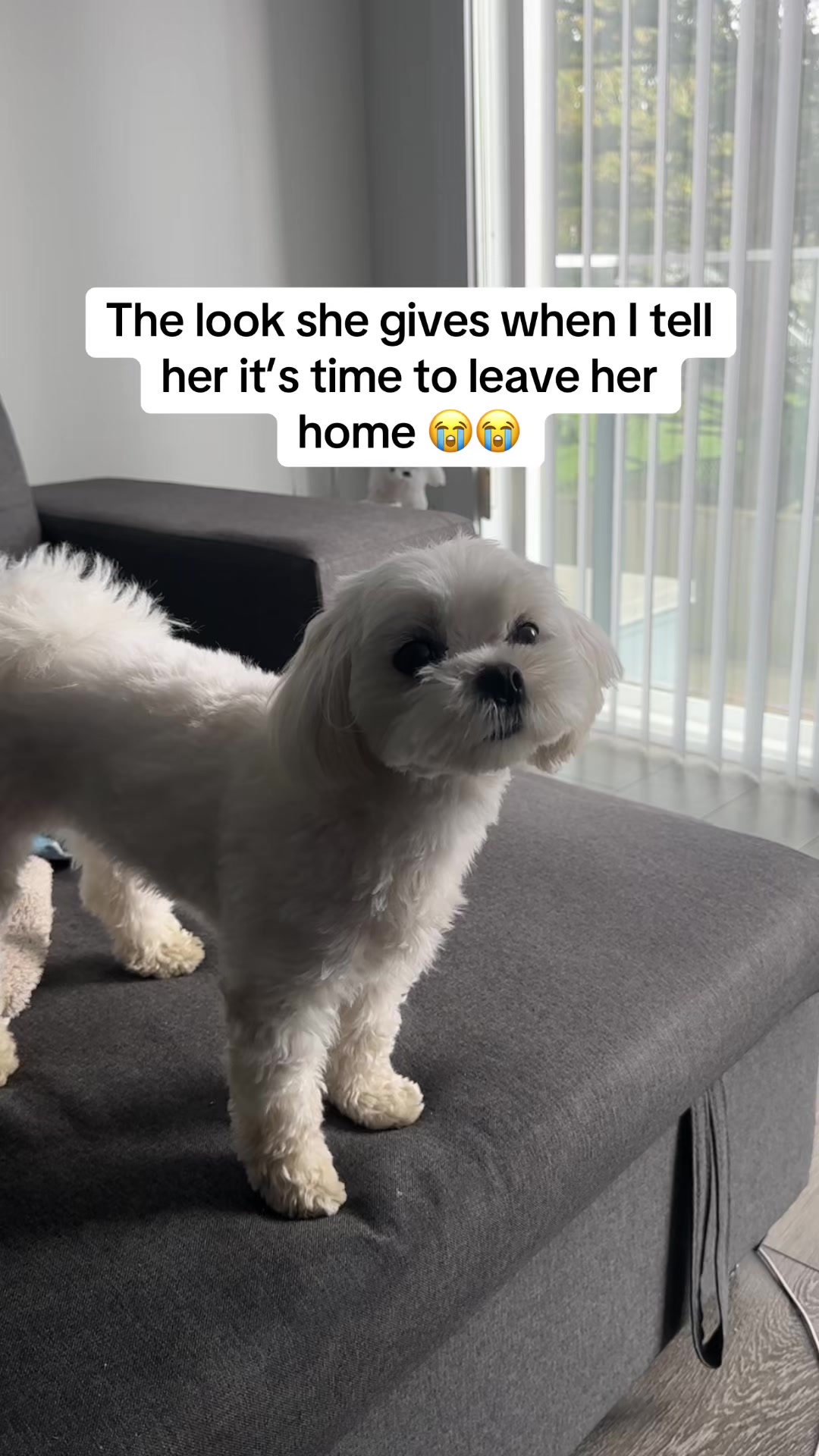 @theluckymaltese