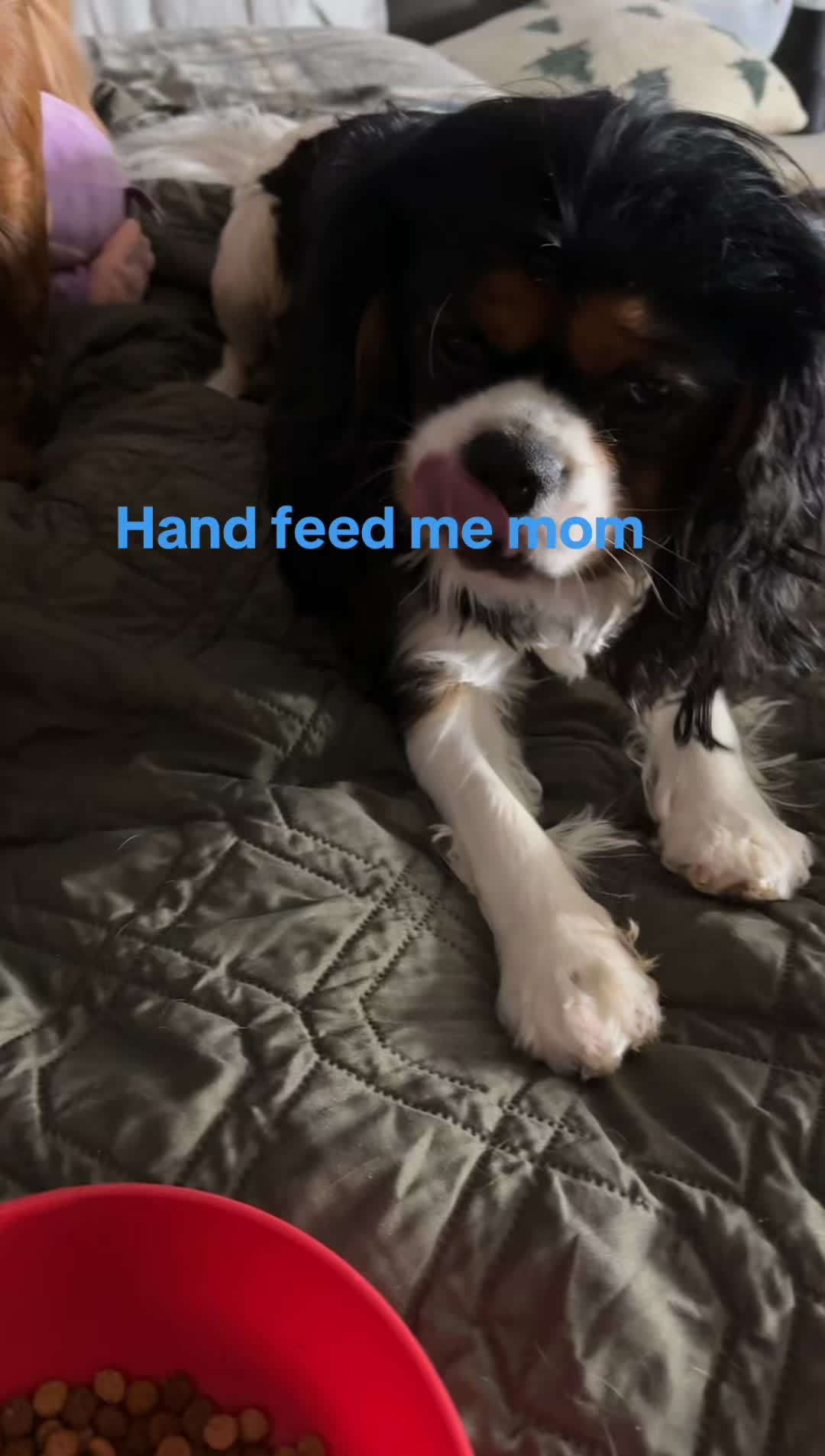 @BurrBabies4