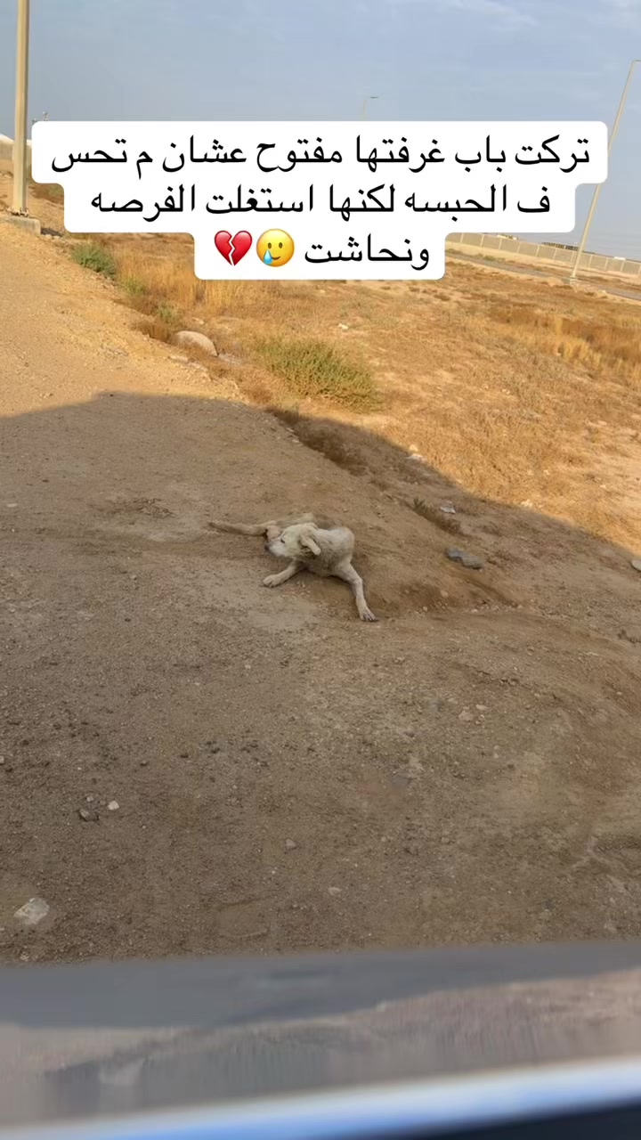 @مـاجـد✨
