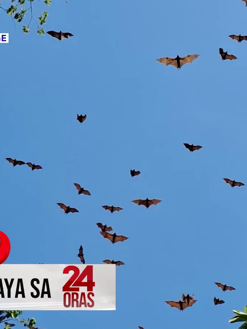 @24 Oras