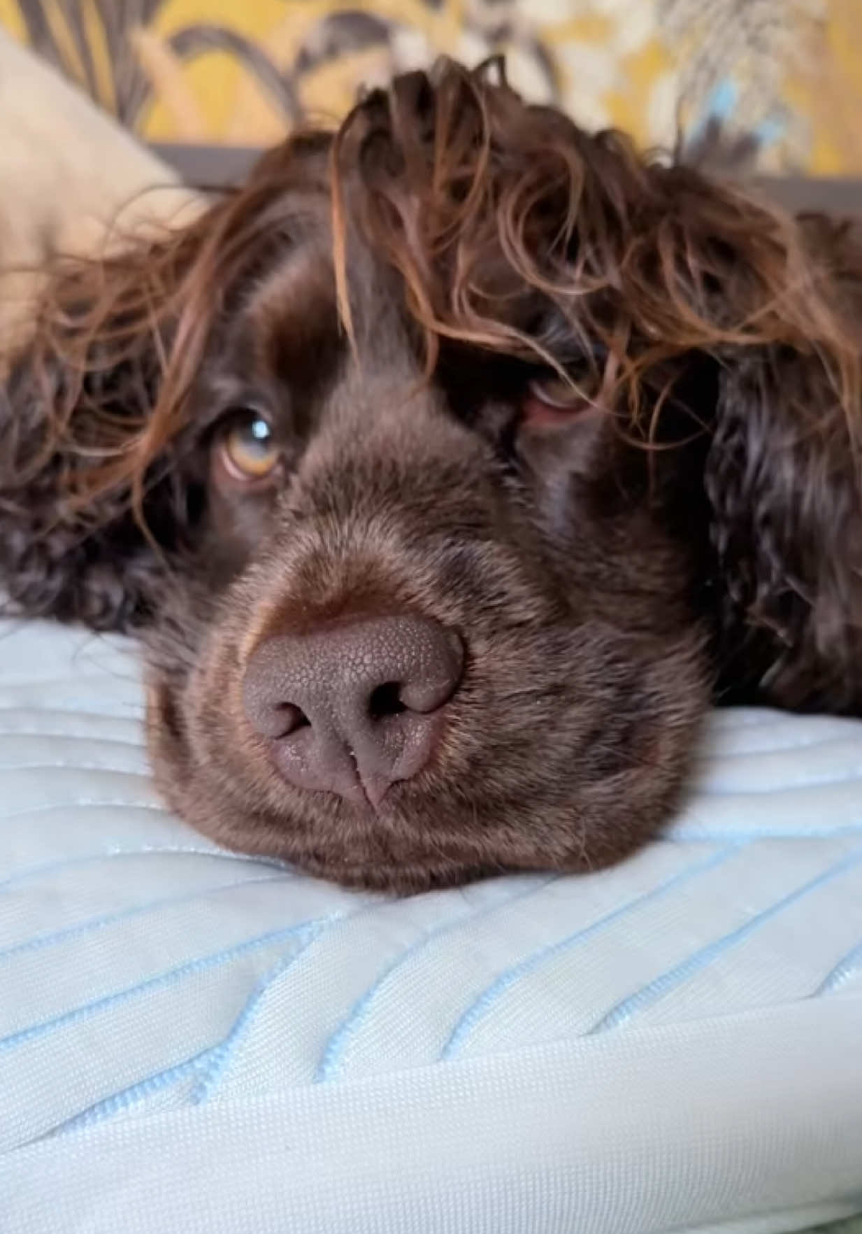 @Yoshi_der_Schokococker