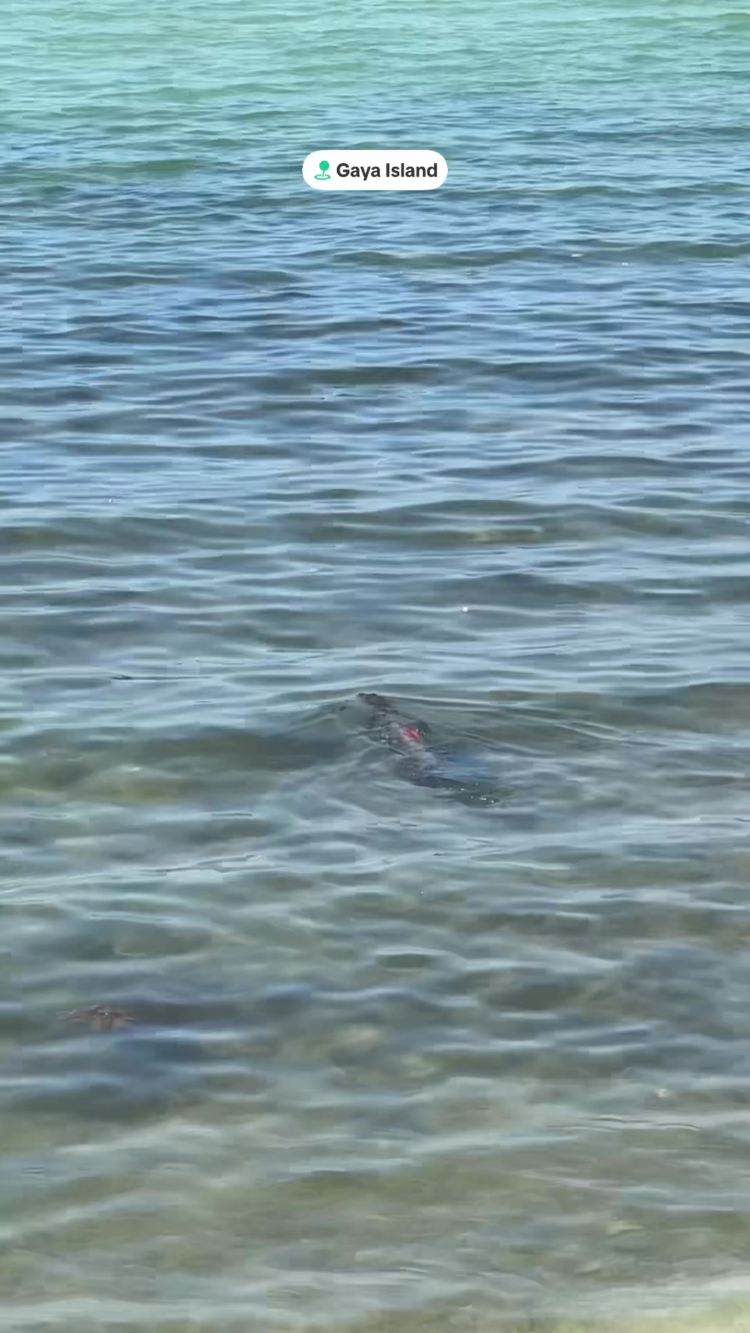 @Dronesharkapp