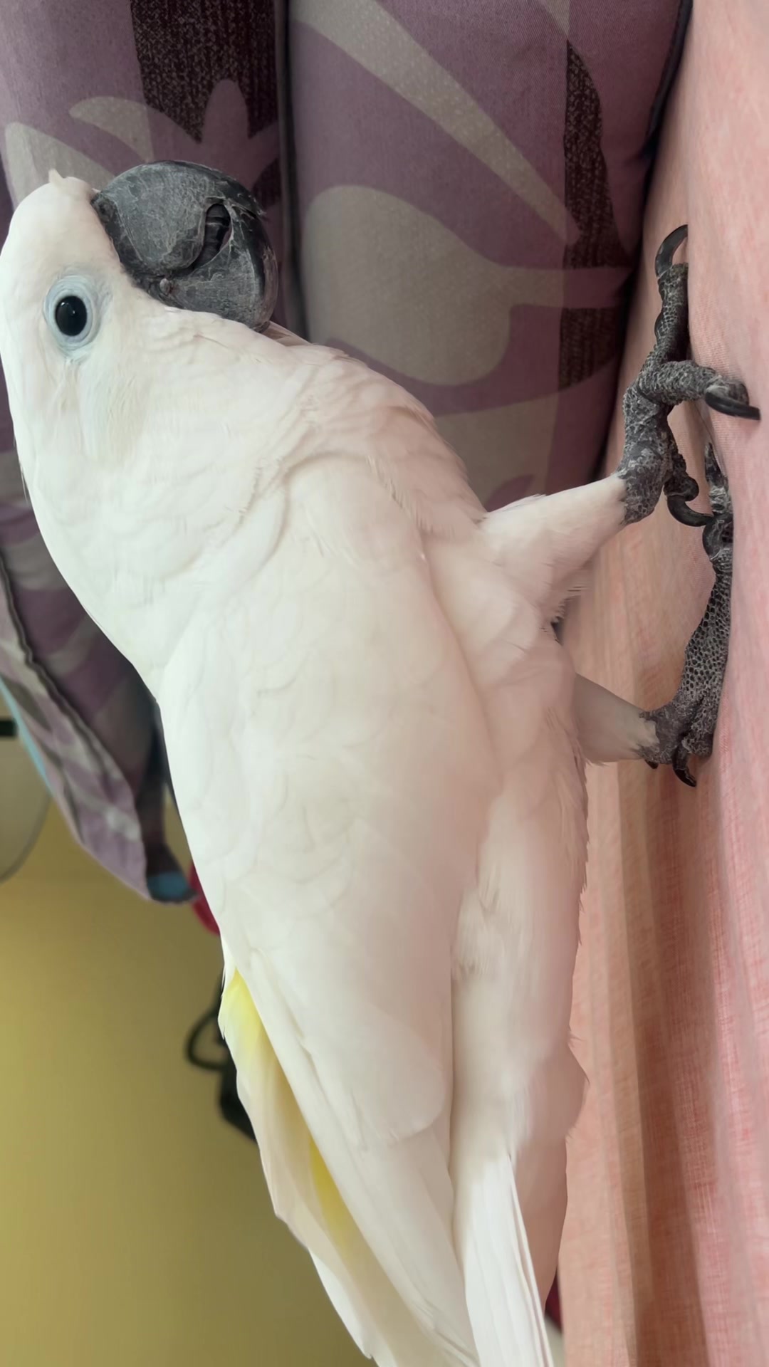 @OLAF