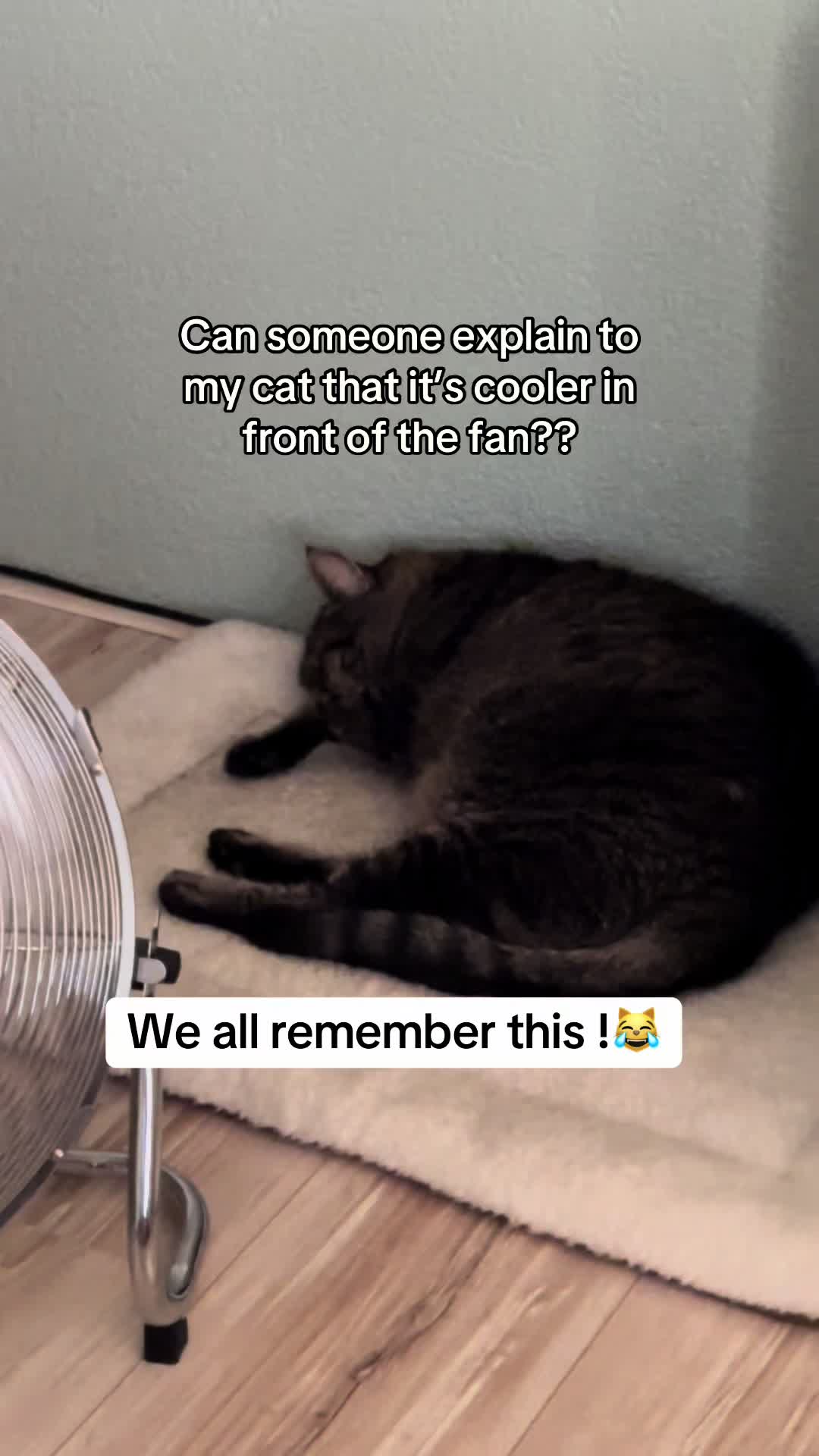 @Joep_the_ rescuecat