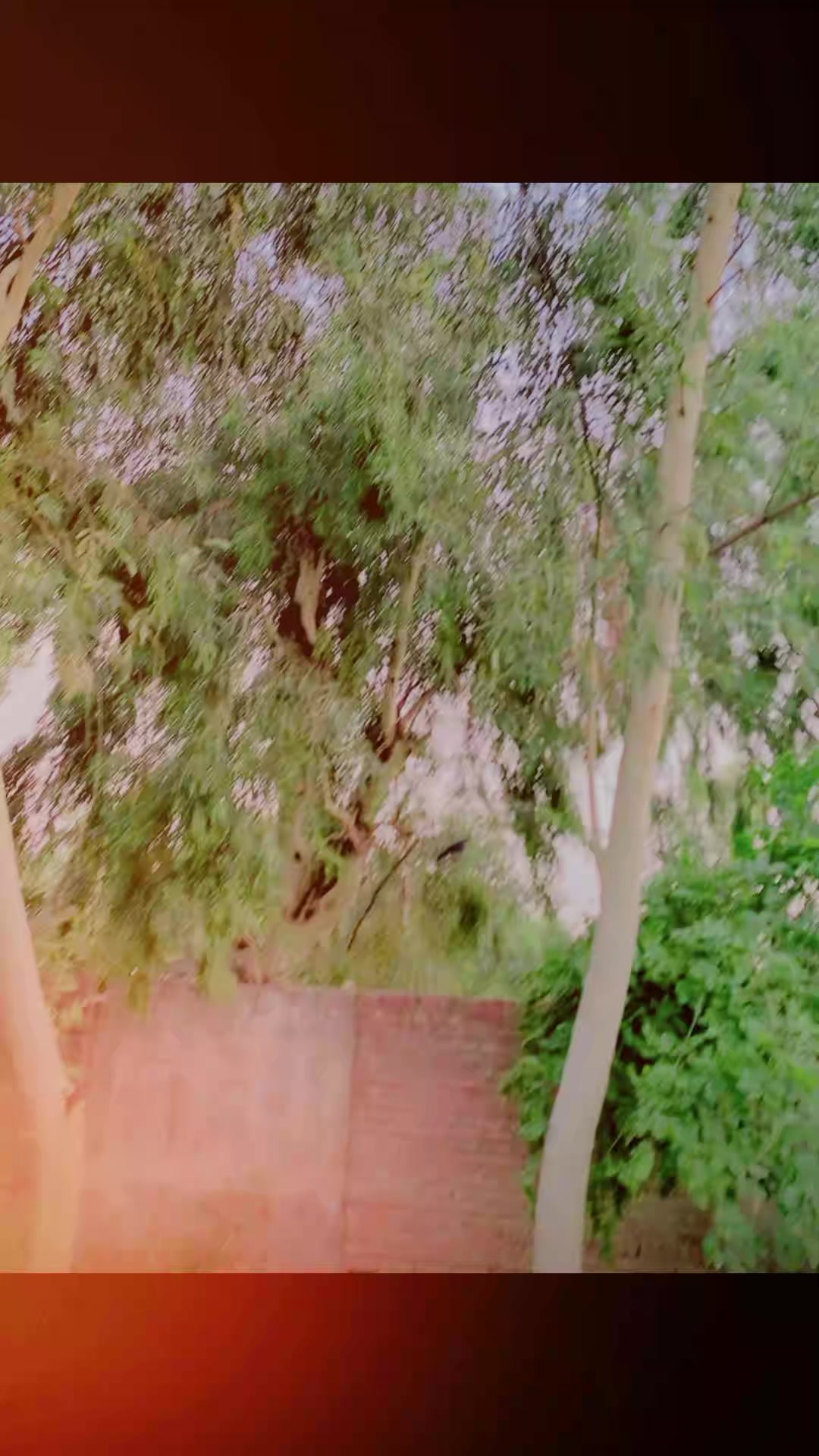 @🍂✪ آرائیں محکمہ ✪☬〽️
