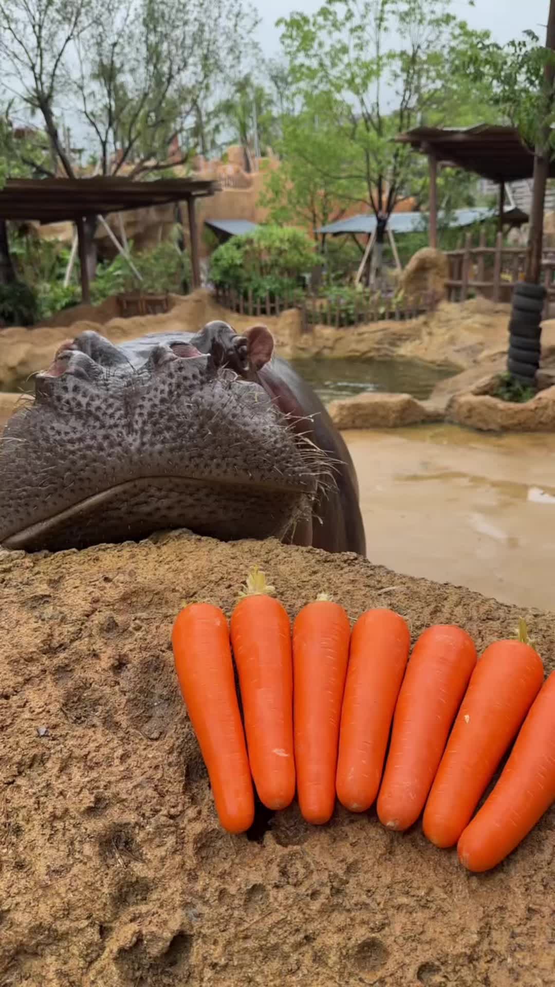 @Hippo