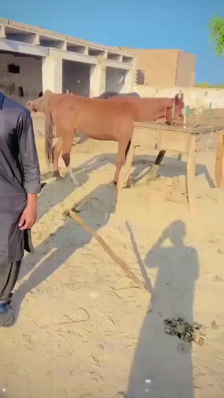 @SAFDAR BABA💪