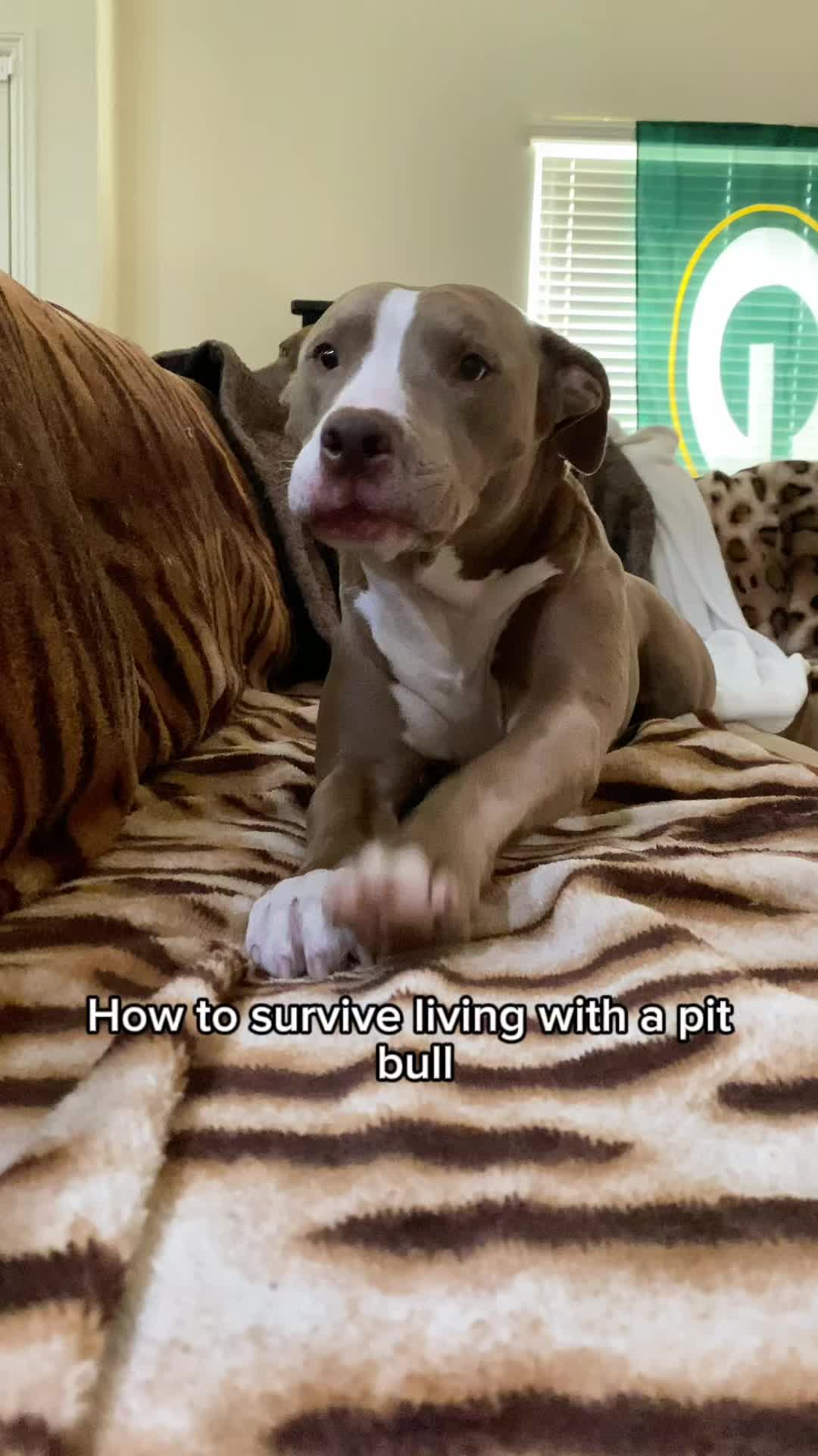 @@knight_thepit
