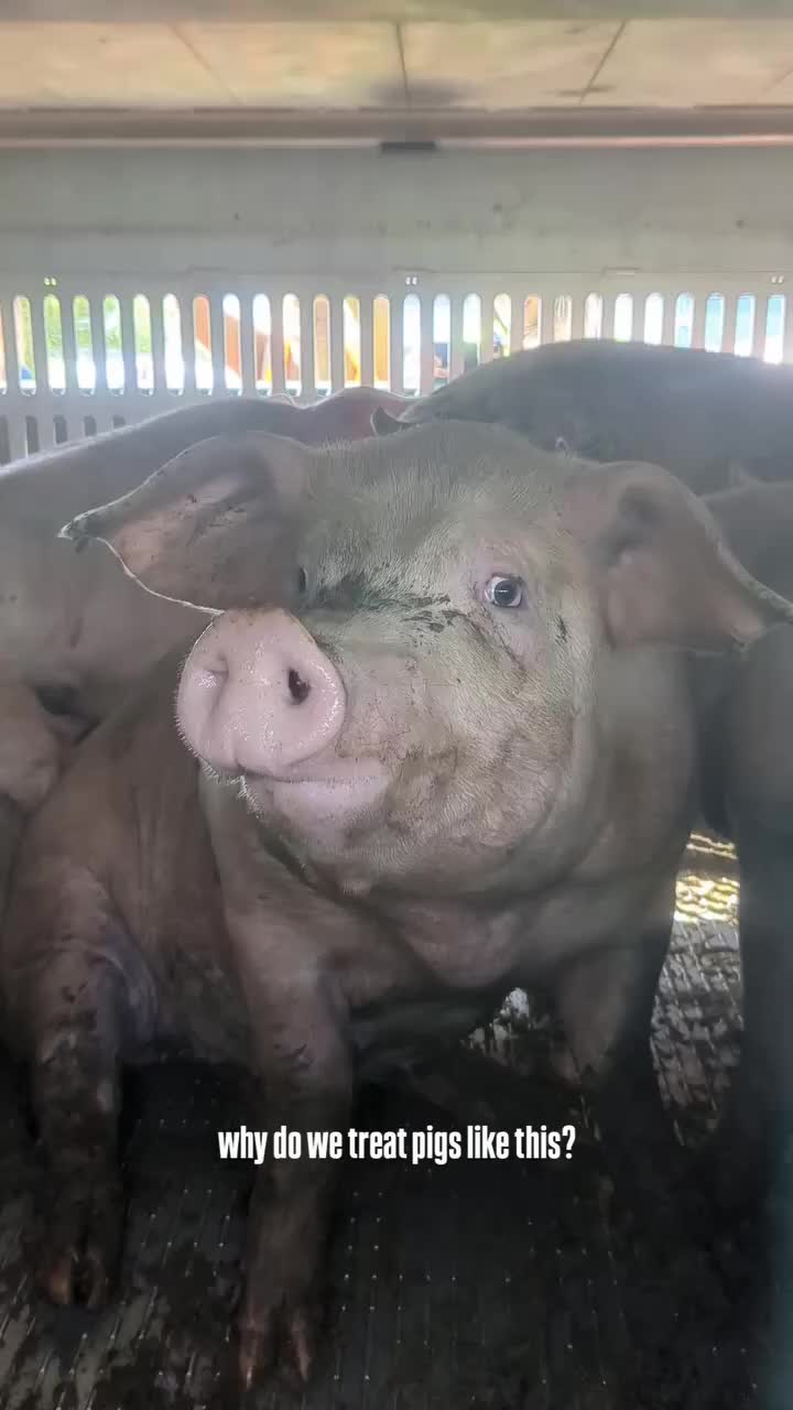@Animal Save Movement