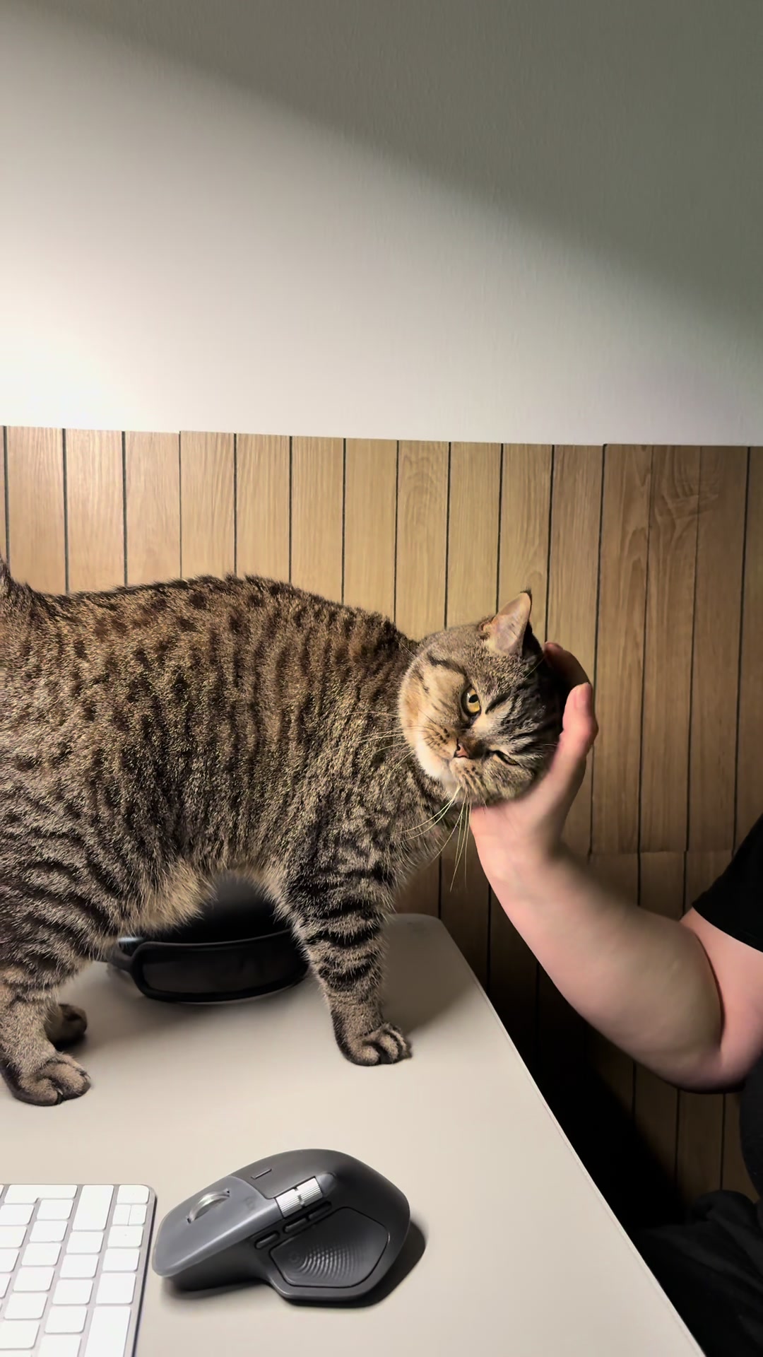 @Sonja_Kitty-Cat