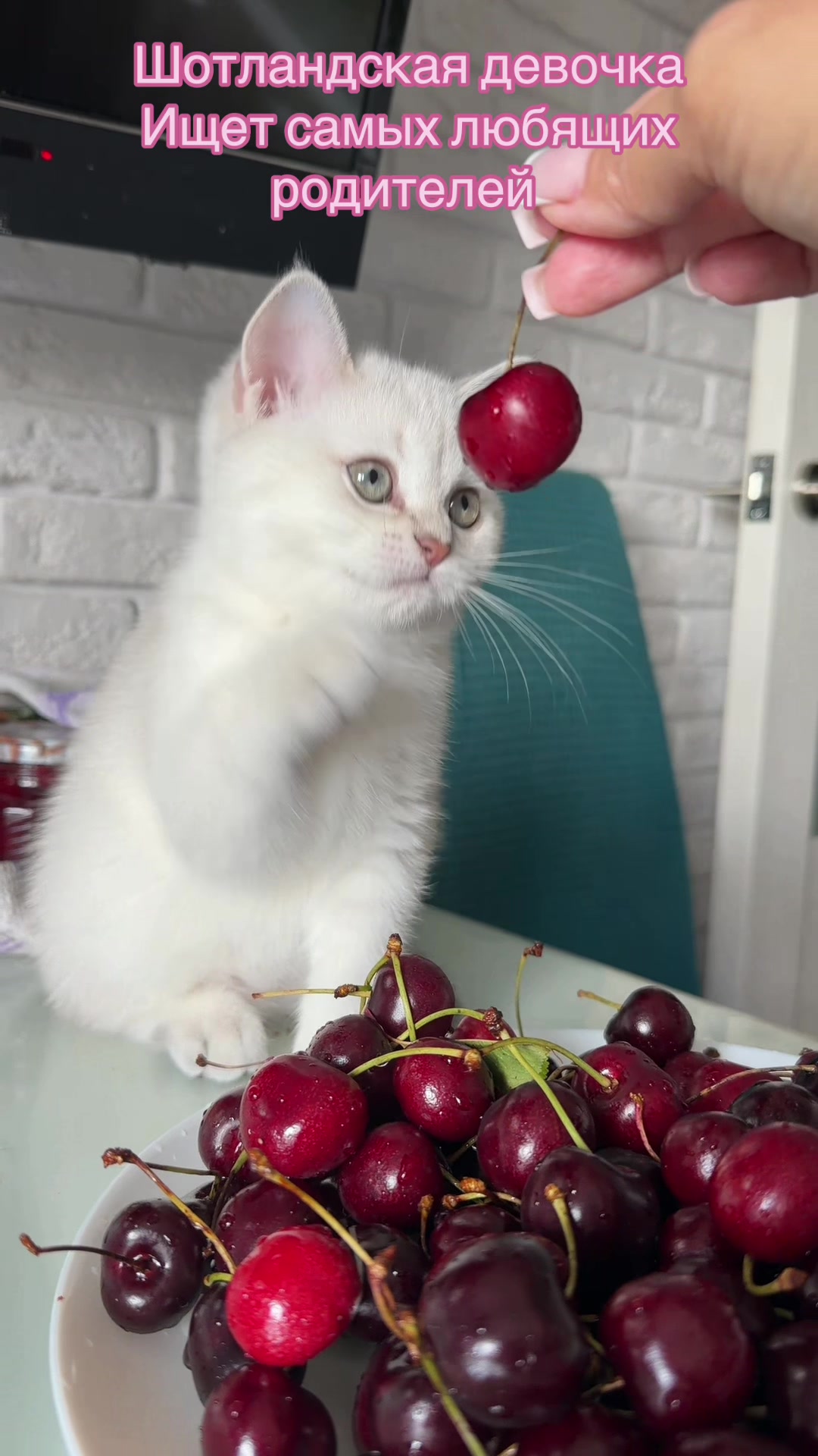 @Cat&Kittens