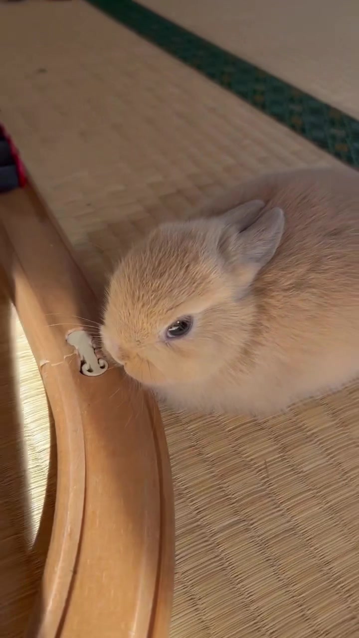 @코유ちゃんᲘ𐑼♡