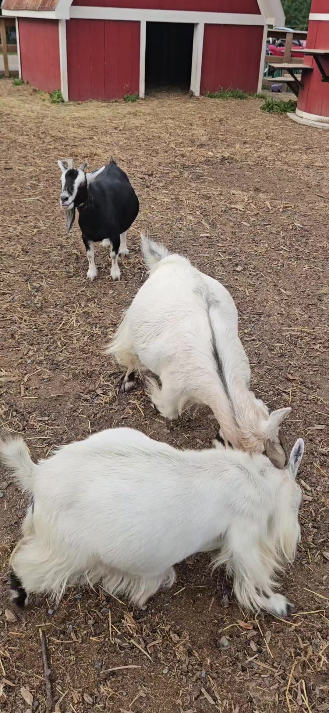 @KHUNDA FARMS