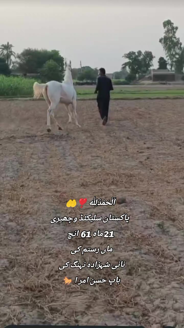 @@𝙂𝙍 𝙃𝙤𝙧𝙨𝙚 𝙁𝙖𝙧𝙢 🐴