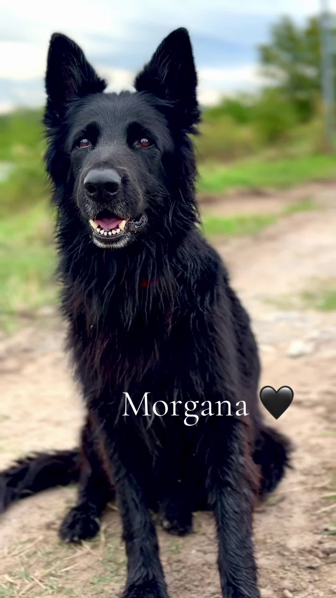@SzeptyMorgany