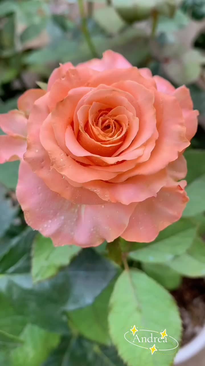 @andreacorsi298