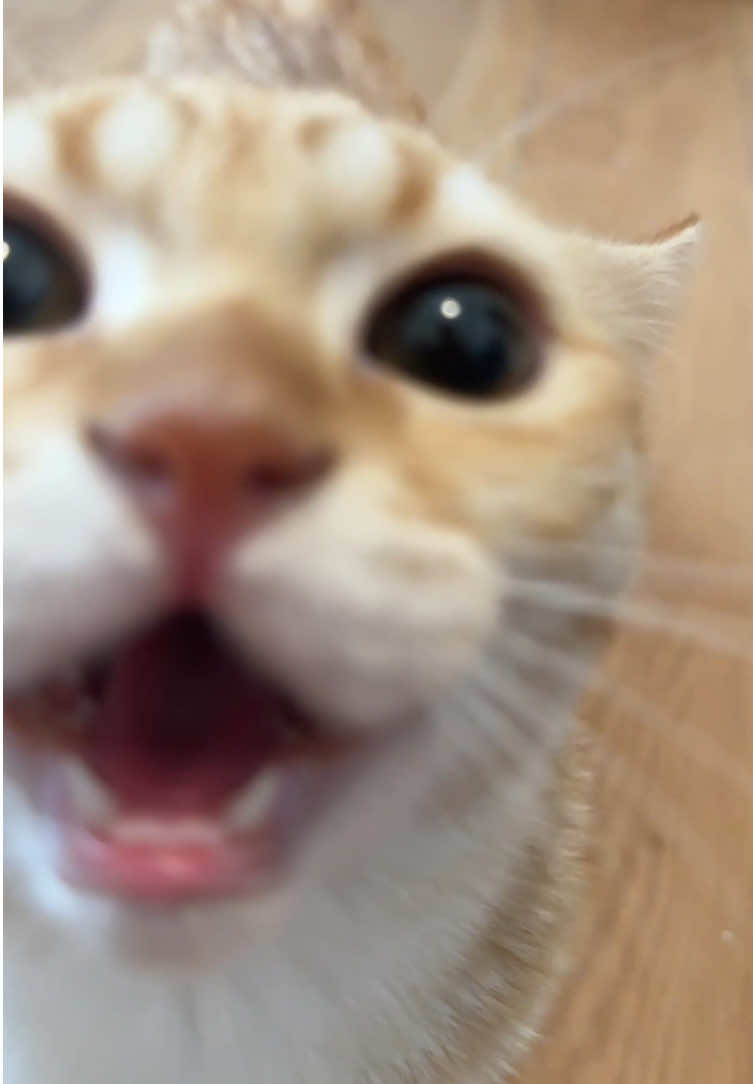 @香香是只笨蛋喵