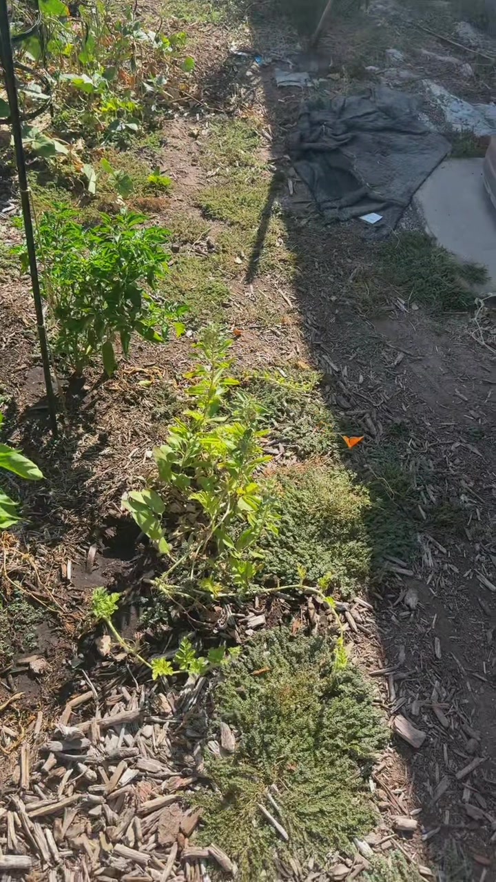 @themagicvalleygardener