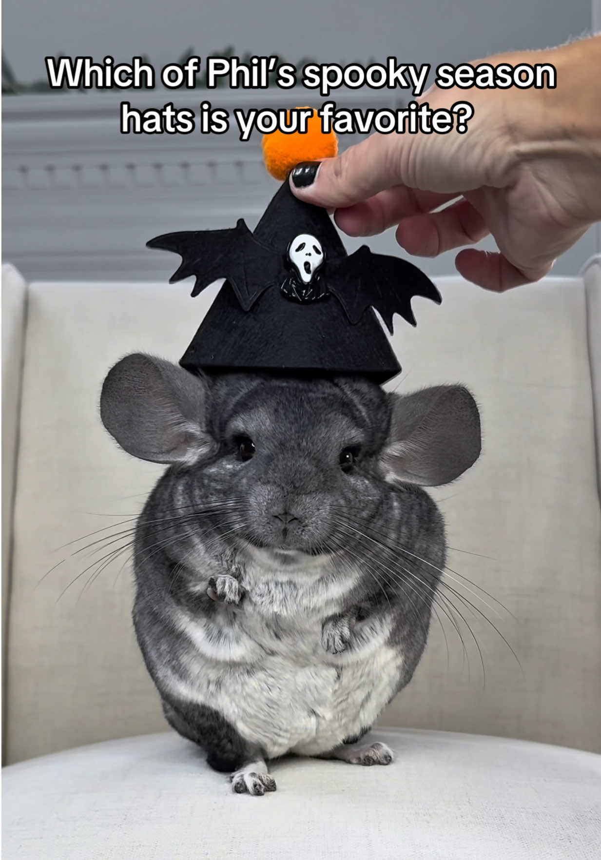 @Phil E. Chinchilla