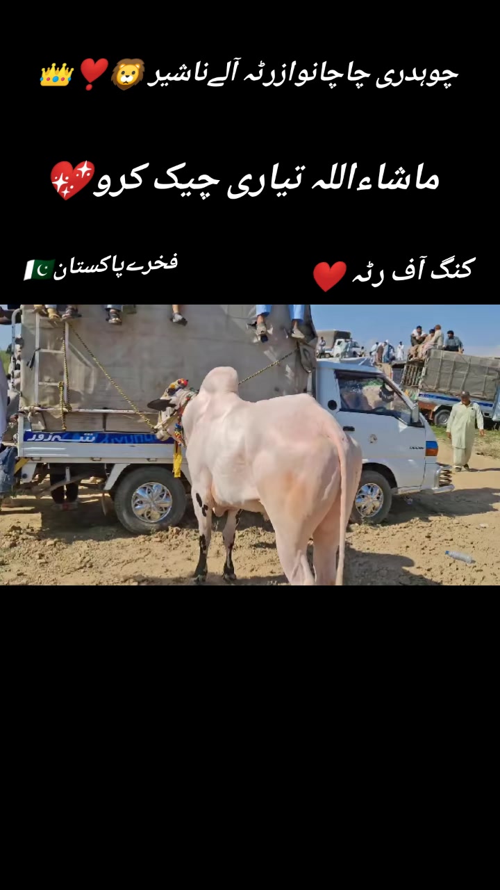 @آصف۔گجر۔چلومیرگالہ🍁