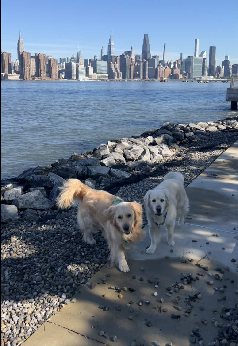 @Frank & George the NYC goldens