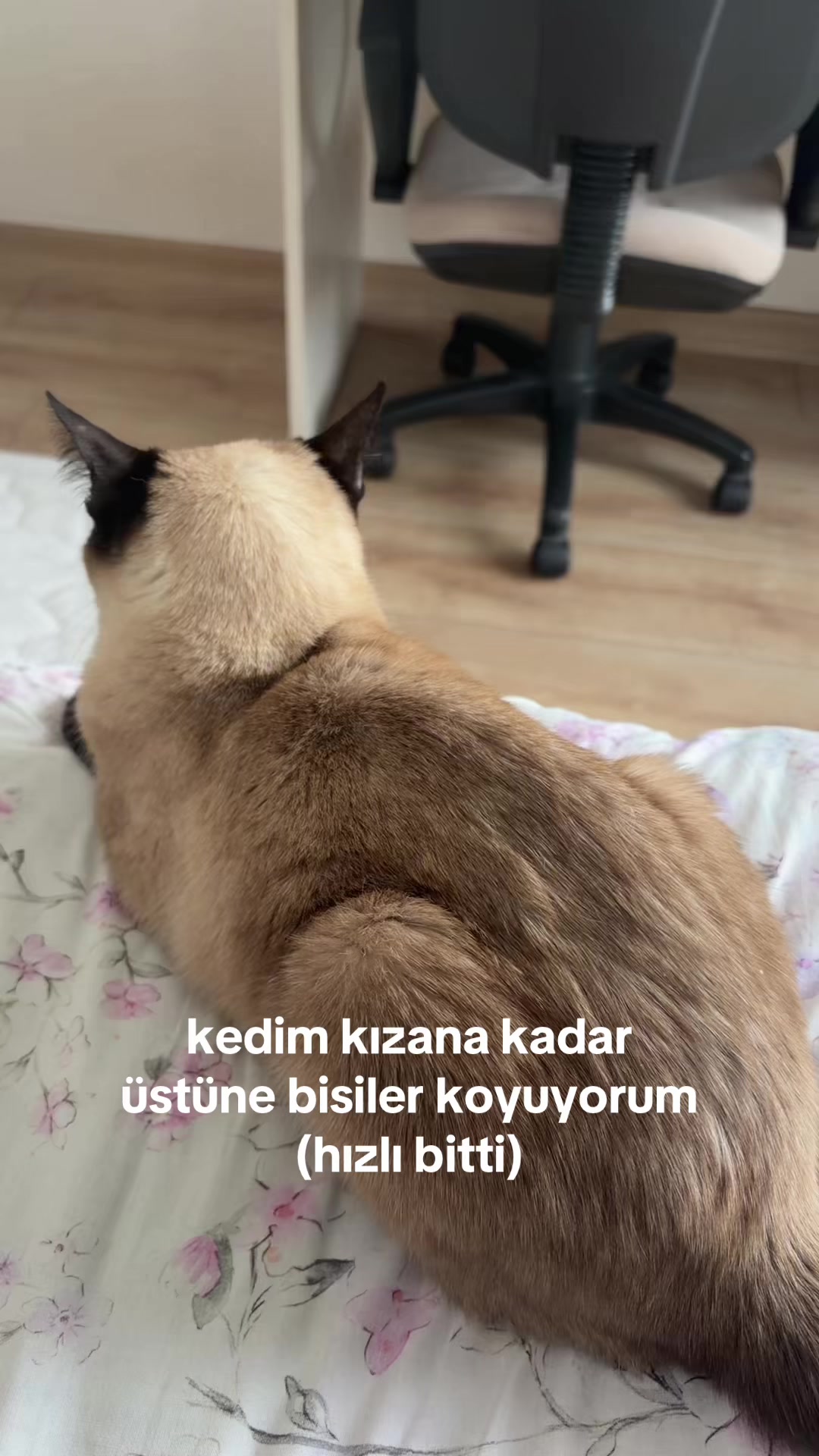 @bengisu