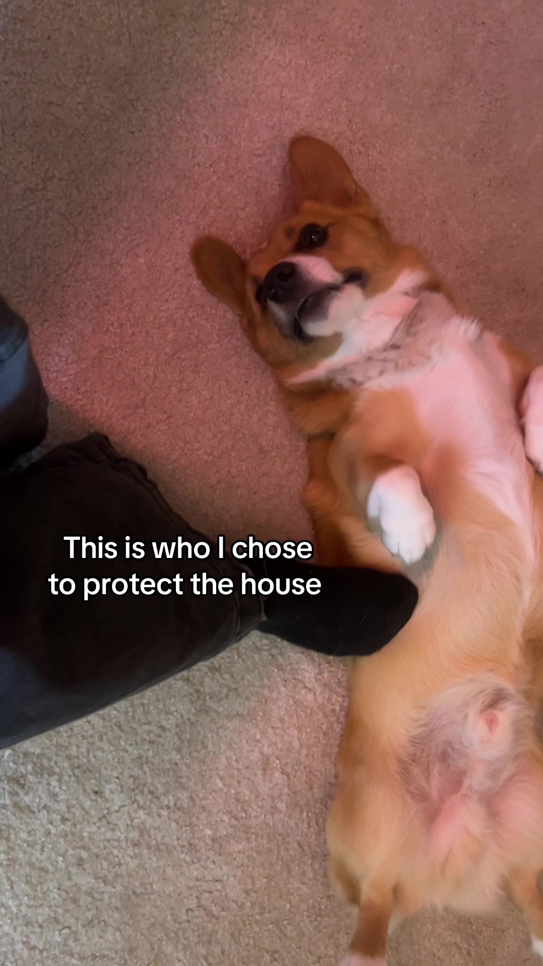 @Cosmo The Cute Corgi