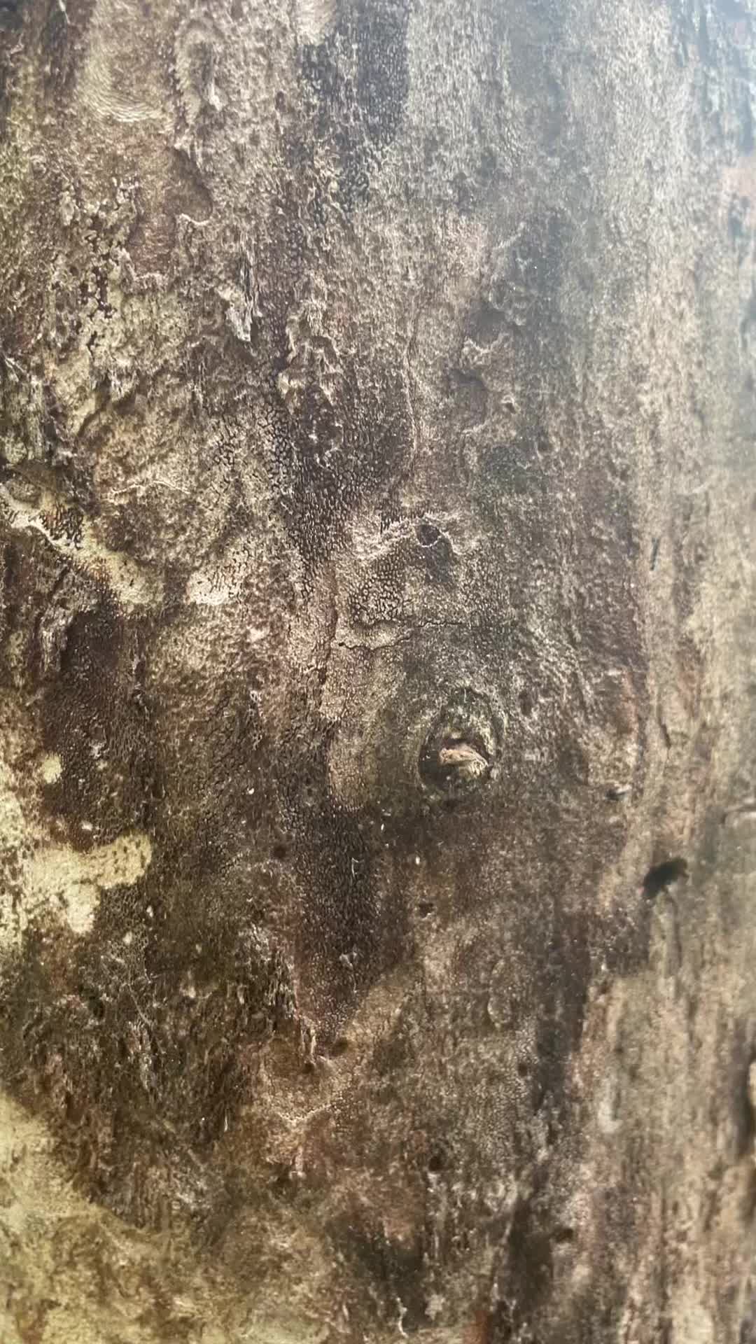 @Local.kiwi
