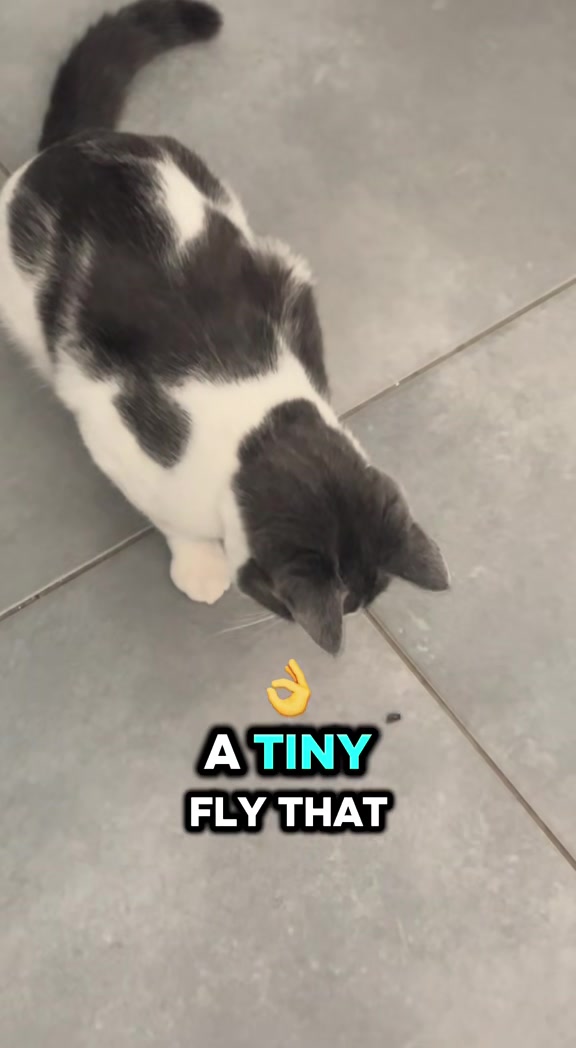 @ronnie_the_cat_be 💎