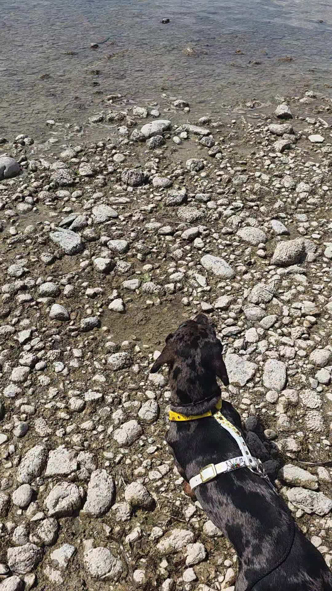 @Doggenkuh_Luna