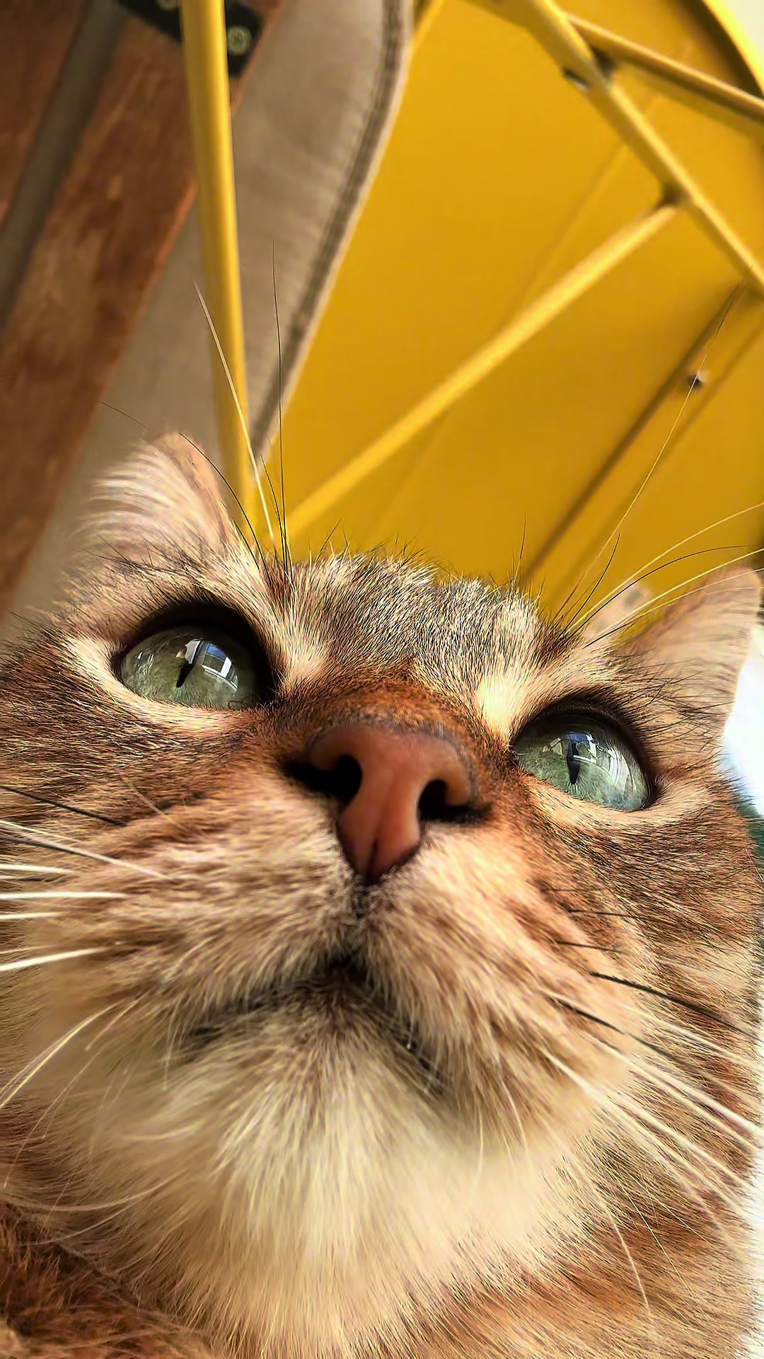 @Life with Kokoro the cat