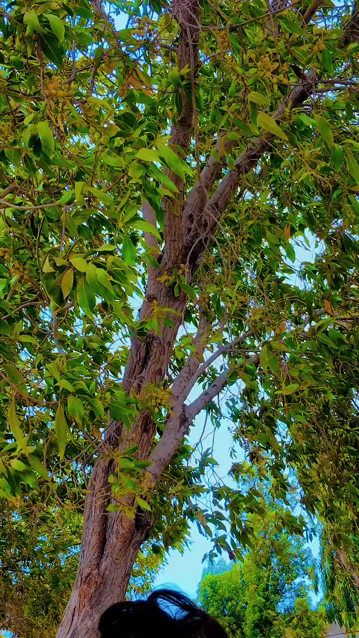 @ٽنڊي باگي جو شھزادو الله بخش🥀