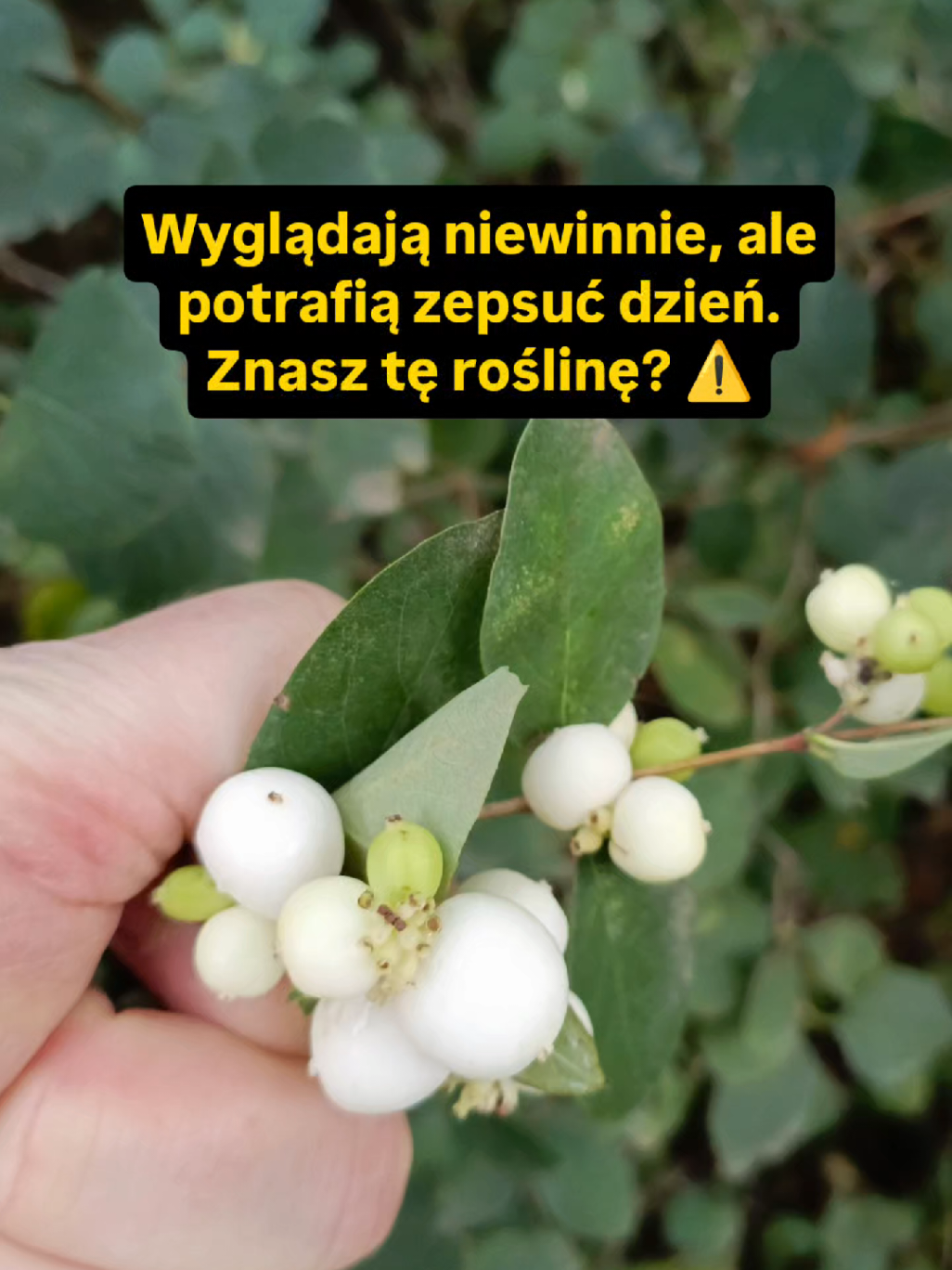 @Chwila Na Naturę🌿