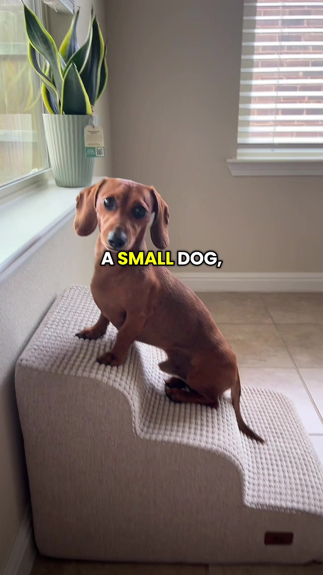 @Slinky Severus-Doo