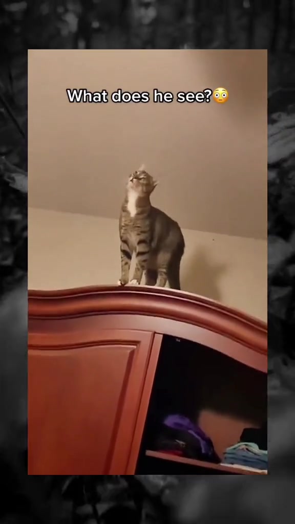 @SCARYVIDEOS