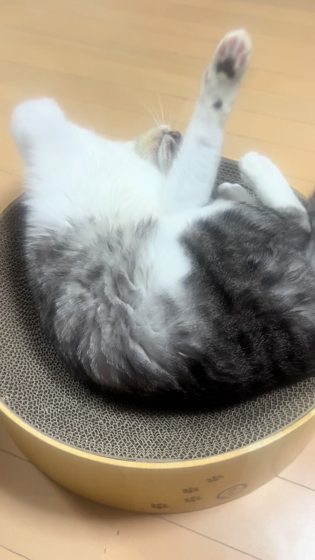 @こねのちう