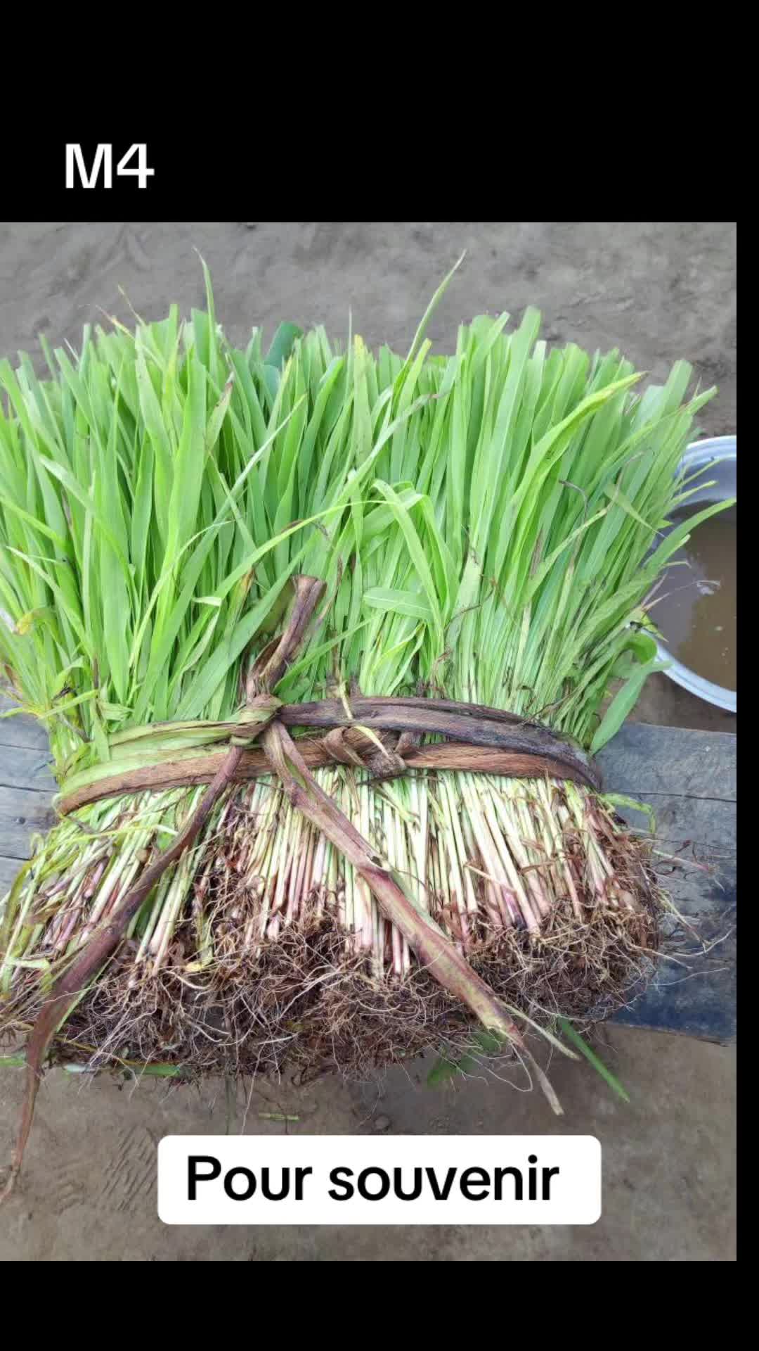 @TEO.M4. تيو إم٤