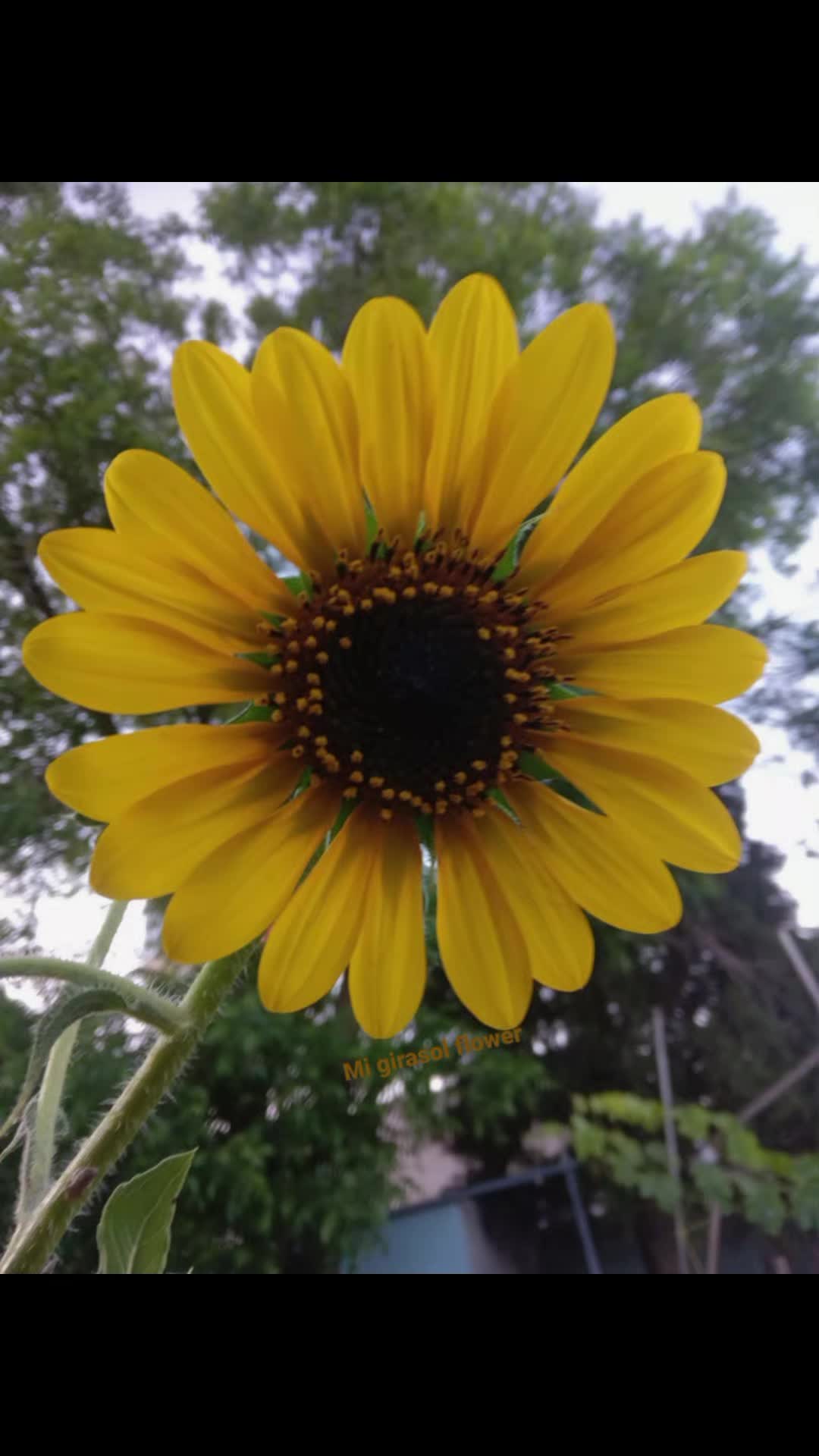 @LA POTOSINA 🖤🌻🦋