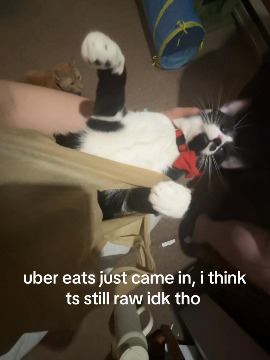 @ray 🍚