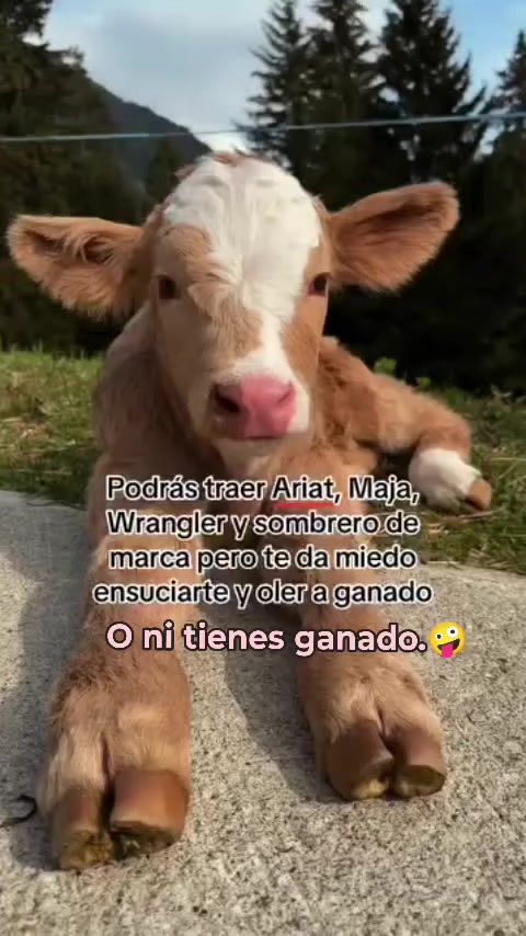 @H Luque Carina Anel