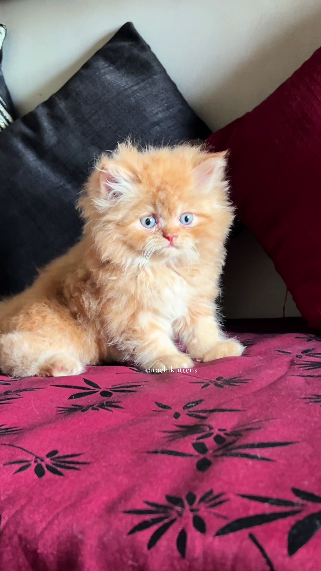@karachikittens