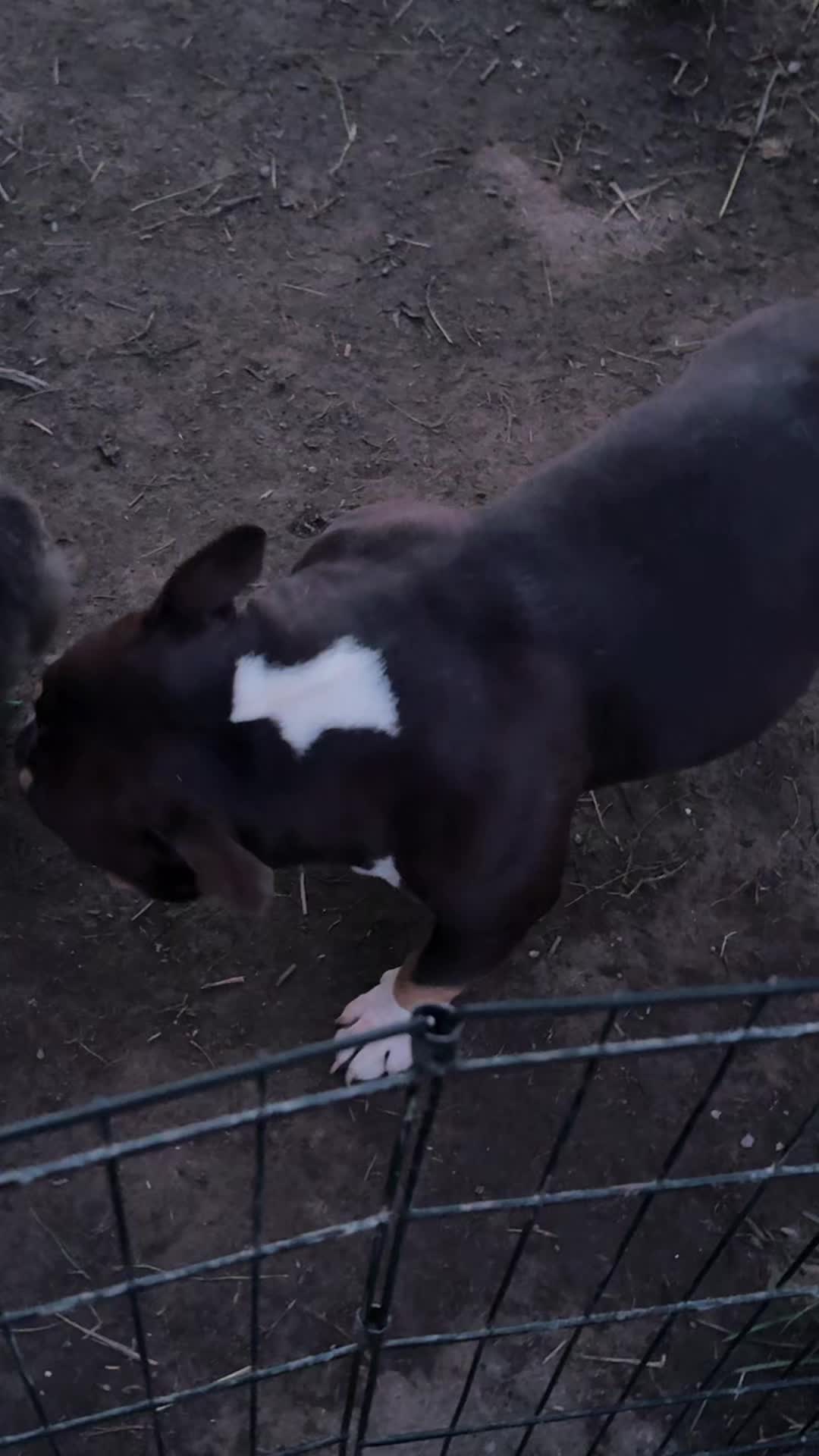 @NoCapBullys