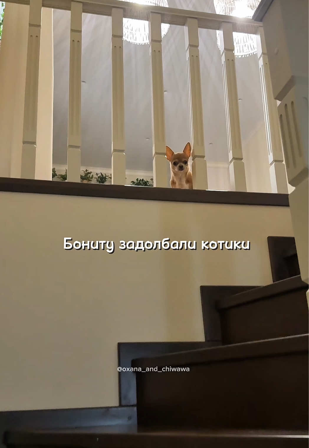 @Оксана & Чихуахуа Бонита
