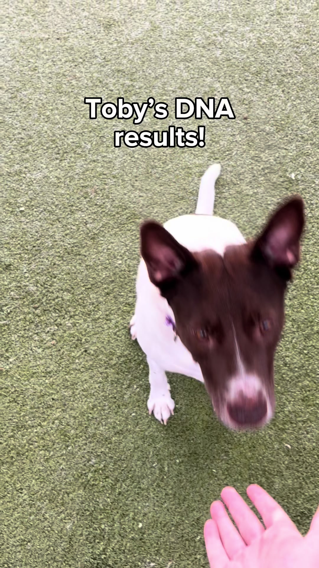 @Seattle Humane