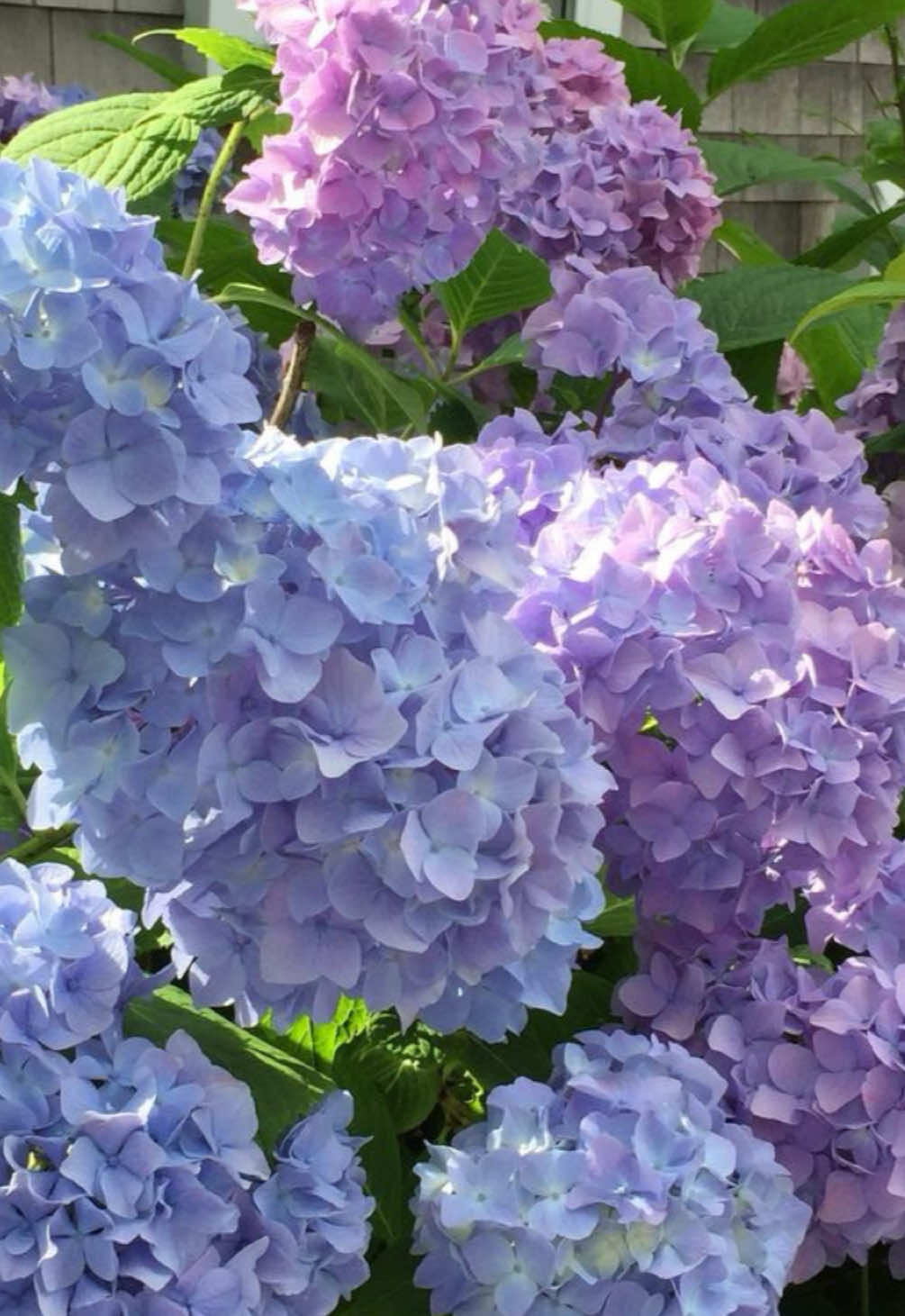 @⋆. 𐙚 ˚❀⋆.ೃ࿔*:・