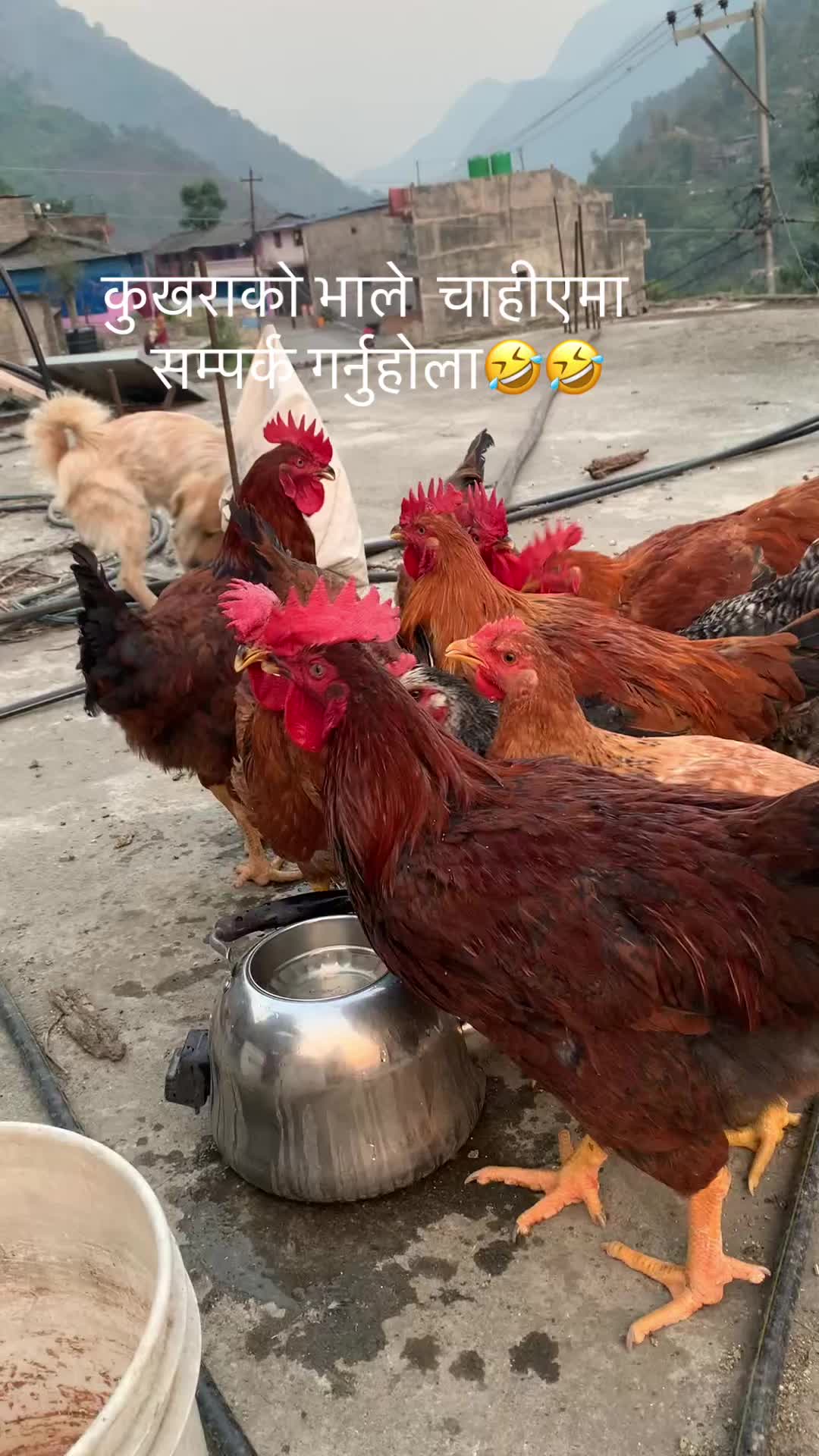 @chitrapun