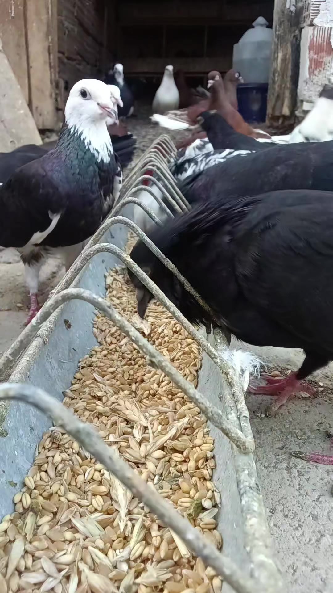 @🇹🇷͜͜͡͡✯